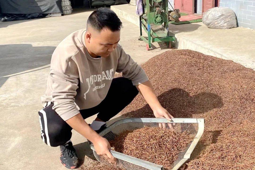 哪个药厂收购茅草根(哪里收茅草根) 哪个药厂收购茅草根(哪里收茅草根)